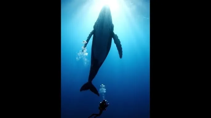 所有免费爱做网站 - 深蓝星球：探索海洋深处的未知世界